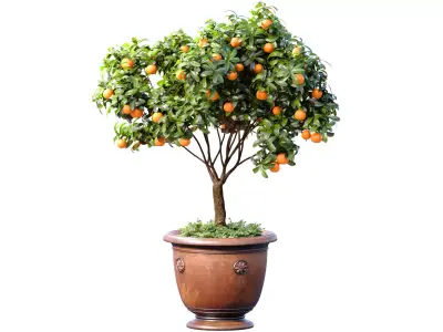 Decorative orange Citrus mandarin tree in a potted pot 3D model
