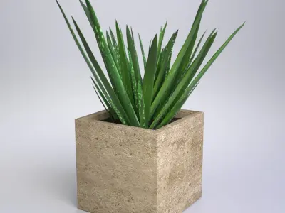 Aloe Vera - Potted Plant 3D model