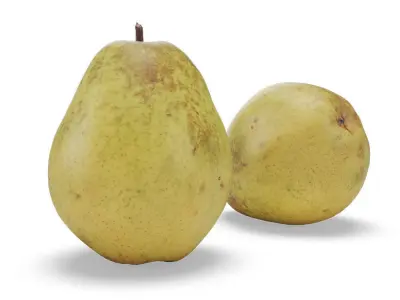 Bartlett Pears 3D model