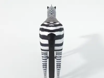 Zebra Low-poly 3D model get