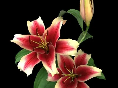 lily dark red 3D model