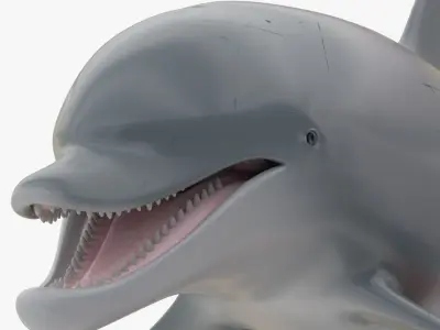 4K Textures Dolphin No Rigging Low-poly 3D model