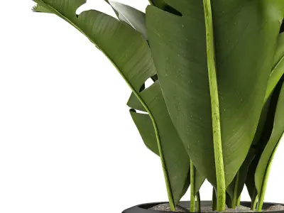 Plant in Pot Flowerpot Exotic Plant 3D model