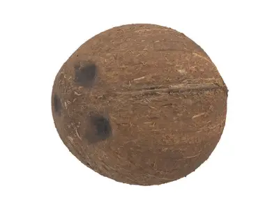Photorealistic Coconut 3D Scan 3D model