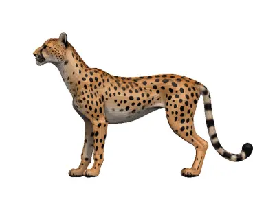 Cheetah Low-poly 3D model shop