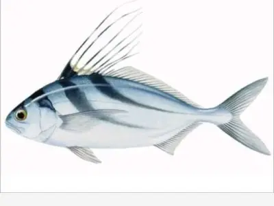 Green Fish  3D print model