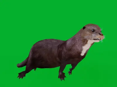 Giant Otter Arianha Low-poly 3D model