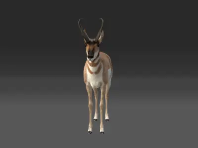 Pronghorn Male Animated 3D model