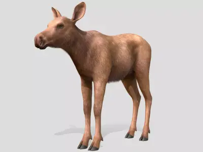 Moose - Calf Low-poly 3D model