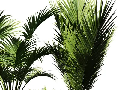 Indoor Plant Set V37 3D model