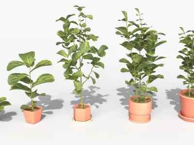 Collection of Ficus Lyrata - Plants Vol 07 Low-poly 3D model