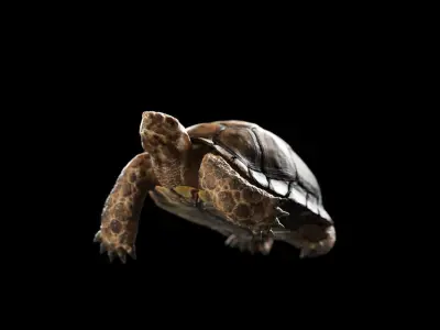 Turtle Low-poly 3D model