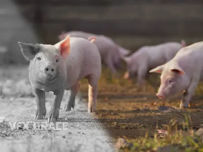 Piggy with 5 Animations VFX Grace 3D model