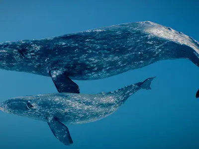 Gray Whale 3D model