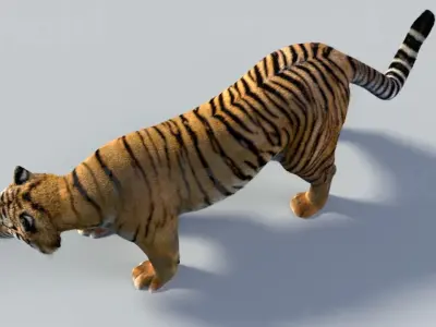 Tiger maya 3D model