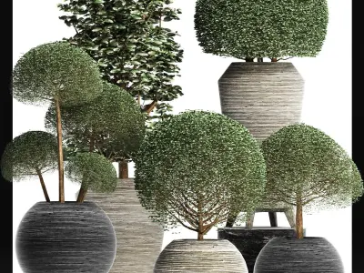 Plants Collection 205 Ligustrum Vray 3D model