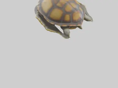 Flatback Turtle resting model Low-poly 3D model