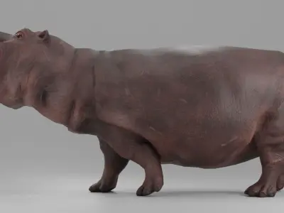 Hippopotamus Rigged  Low-poly 3D model