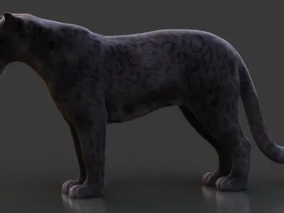 Black Jaguar ANIMATED Xgen core 3D model