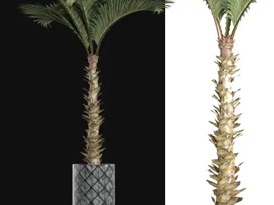 Plants Collection 157 Palm 3D model