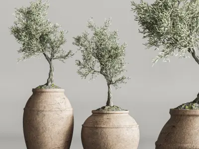 plant collection olive 3D model