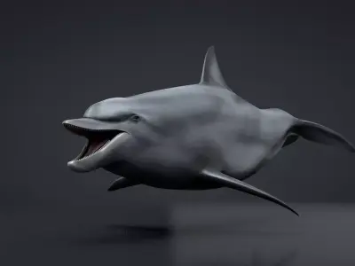 Bottlenose Dolphin Low-poly 3D model