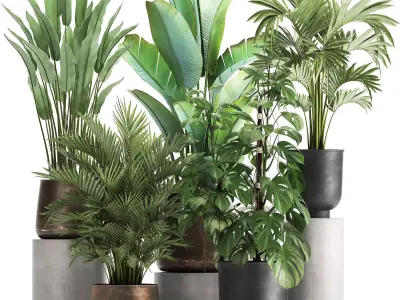 Houseplants in a flowerpot for the interior 1031 3D model