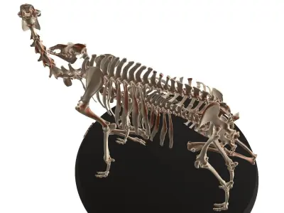 Couple Camel Cranium Low-poly 3D model