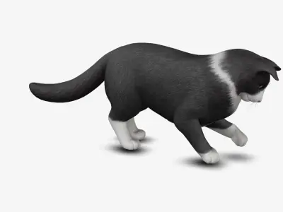 Cat Norwegian forest 3D model