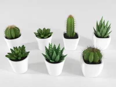 Succulent and Cactus in pot Low-poly 3D model