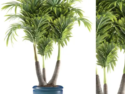 palm plant 148 3D model