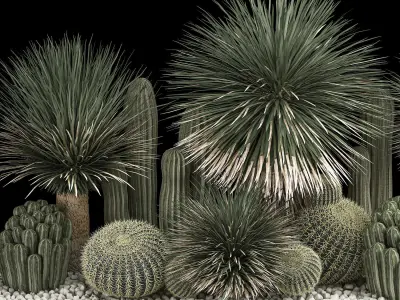 Plants Desert Flowerbed With Cactus 3D model