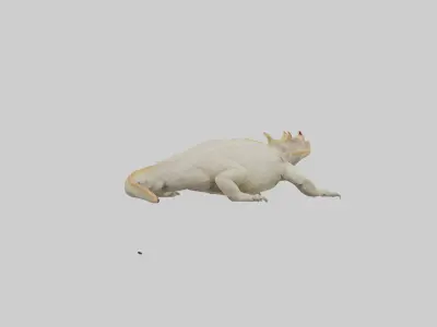 Horned Lizard basking model Low-poly 3D model