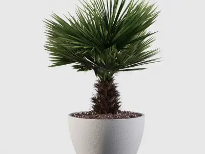 Chamaerops palm 05 3D model