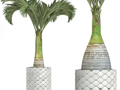 Plants Collection 156 Palm 3D model