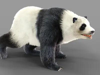 Fur Panda Bear animated Low-poly 3D model