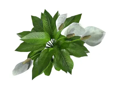 Spathiphyllum peace lily 3D model
