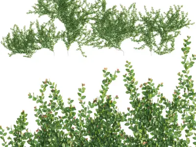 Ficus pumila - Creeping Fig - Climbing fig 3D model