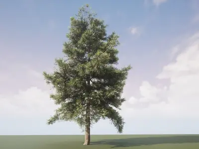 Conifer Tree 001 3D model