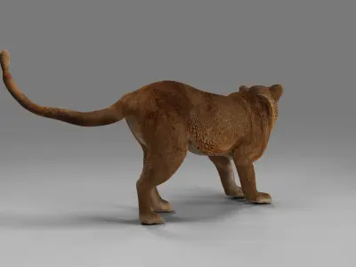 Lioness Rigged  V02 in Blender Low-poly 3D model