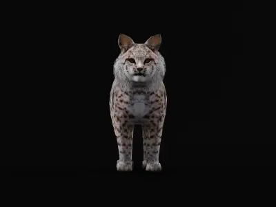 Bobcat Red Lynx Low-poly 3D model