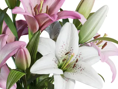 Flower Set 15 - Pink and White Lilies Bouquet 3D model