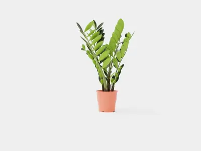 Zamioculcas zamiifolia Low-poly 3D model