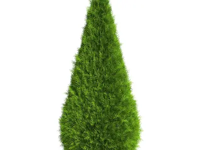 Thuja Shrub VI 3D model
