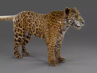 Fur Jaguar V02 NO Rigged in Blender Low-poly 3D model