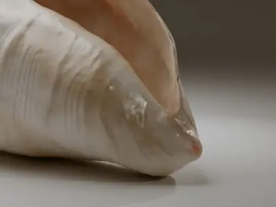 Conch Shell Low-poly 3D model