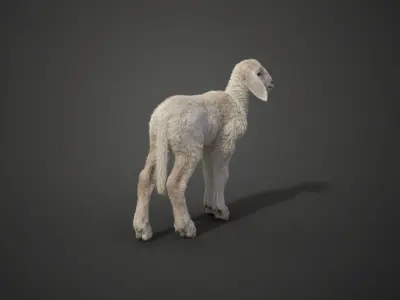 Baby Assaf Sheep Animated VFX Grace 3D model