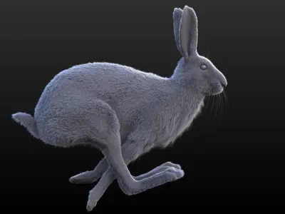 Hare RIG XGEN CORE 3D model