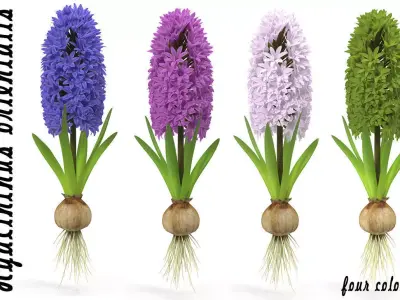 Hyacinth big 3D model