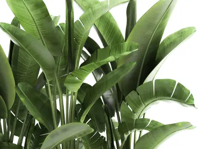Banana palm in a flowerpot for the interior 922 3D model